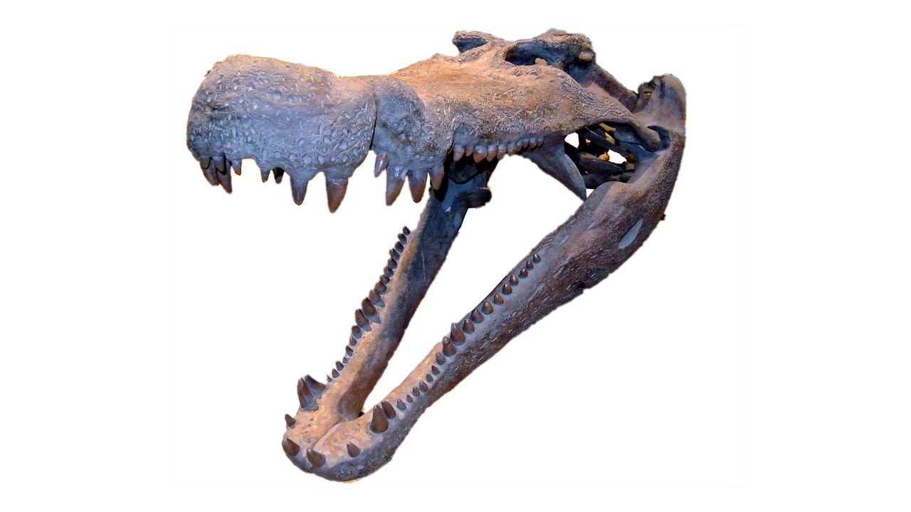 A reconstruction of a Deinosuchus hatcheri&nbsp;skull at the Natural History Museum of Utah.