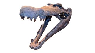A reconstruction of a Deinosuchus hatcheri skull at the Natural History Museum of Utah.