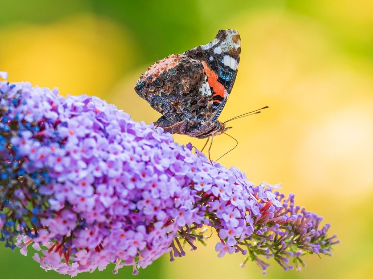 A Butterfly On A Purple Flowering Butterfly Bush