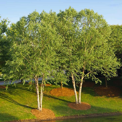 Heritage River Birch