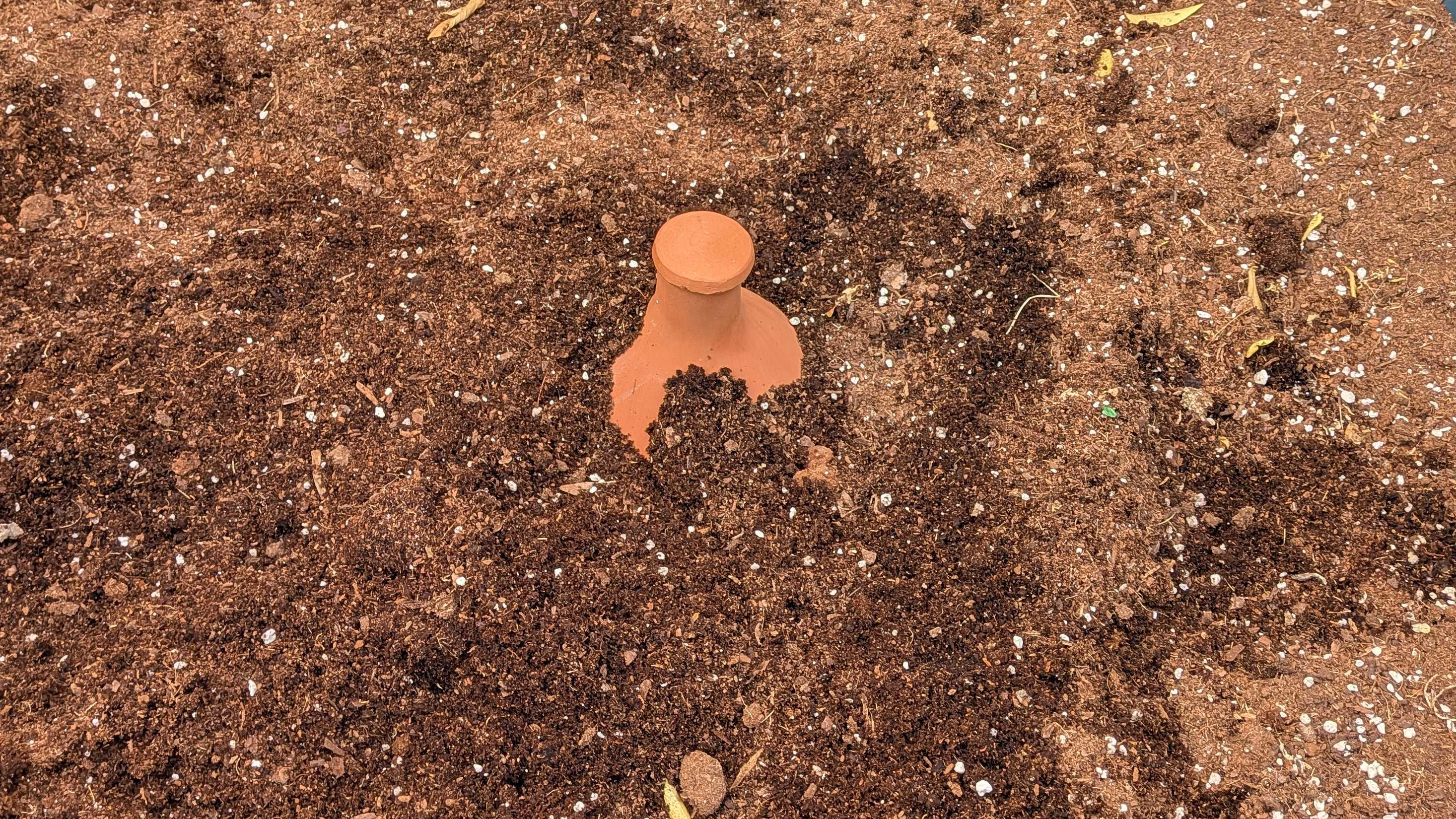 Ollas irrigation pot buried in soil
