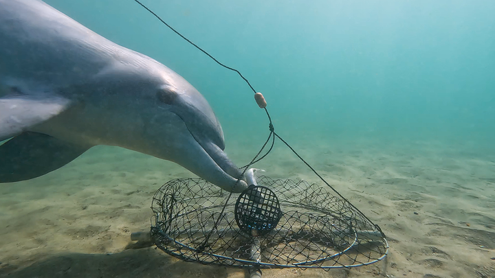 Dolphin trying to take crab bait from the center of a net laid on the sandy bottom of the shallow seafloor