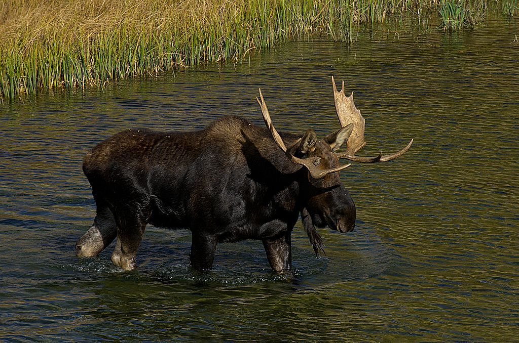 A moose.