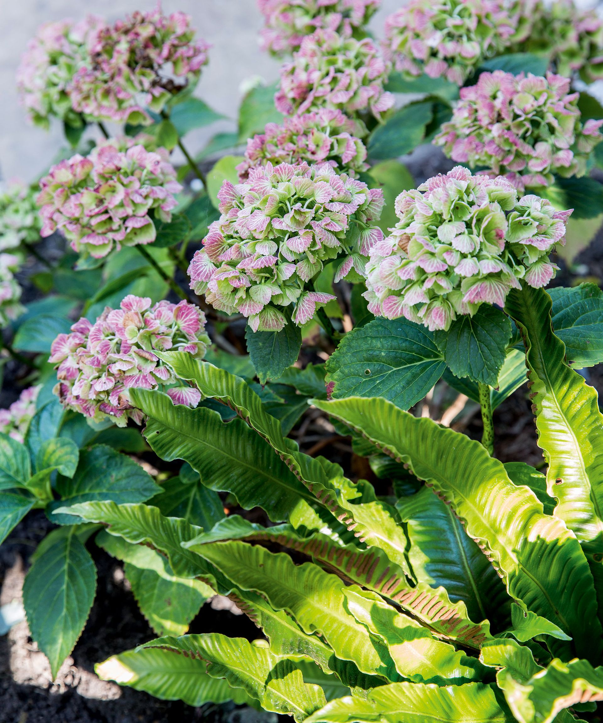 How to grow hydrangeas when, where and how to plant them Homes & Gardens
