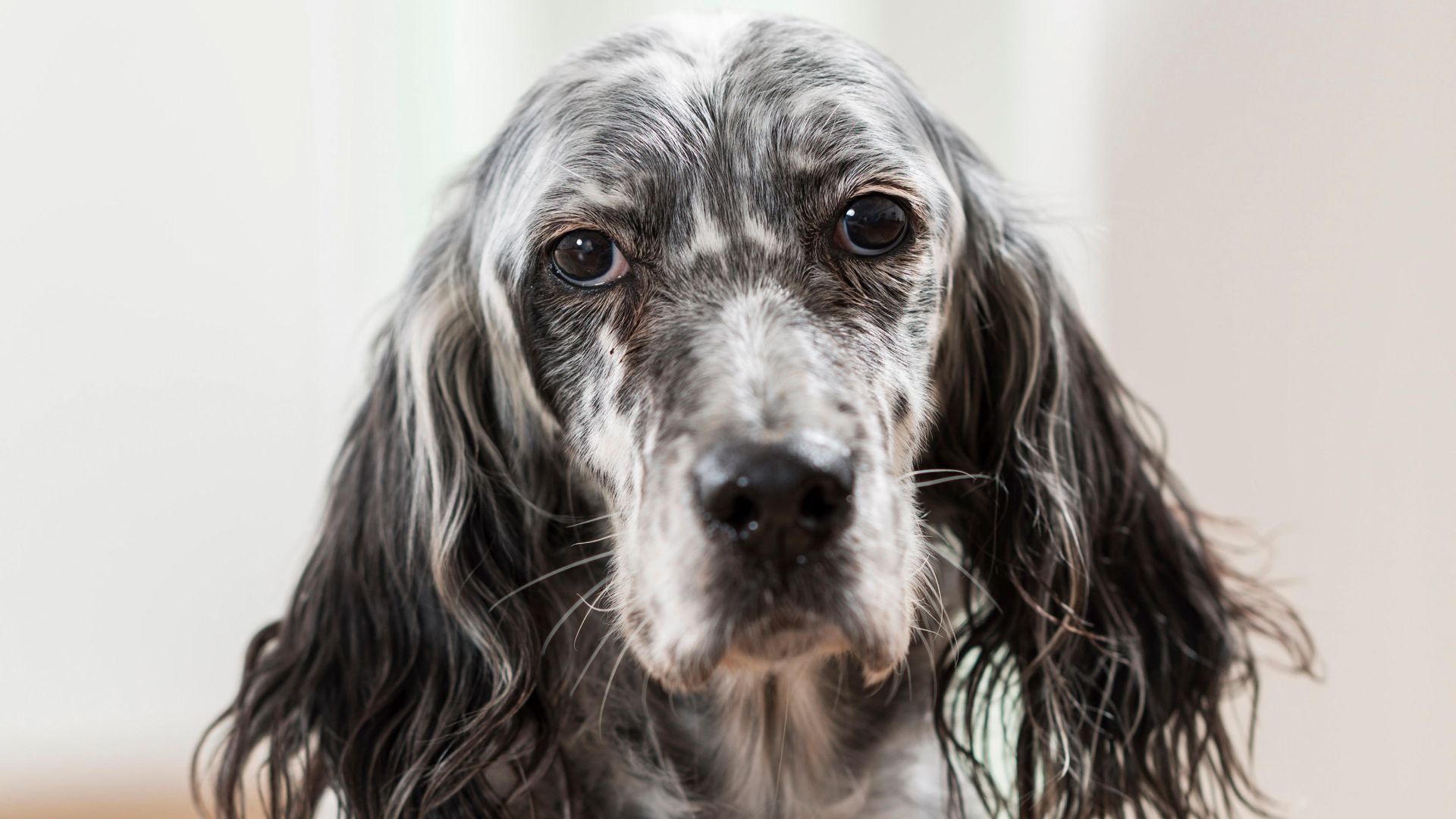 Headshot of an English Setter