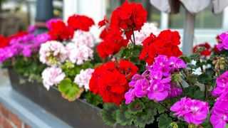 Red, white and purple geraniums in a planter