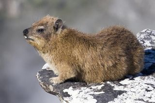 Researchers also found remains of rock hyrax, animals that are known to be fatty, at the rainmaking site in South Africa. The San people believed (and believe) that fat has supernatural potency, something that would have helped the shaman summon rain.