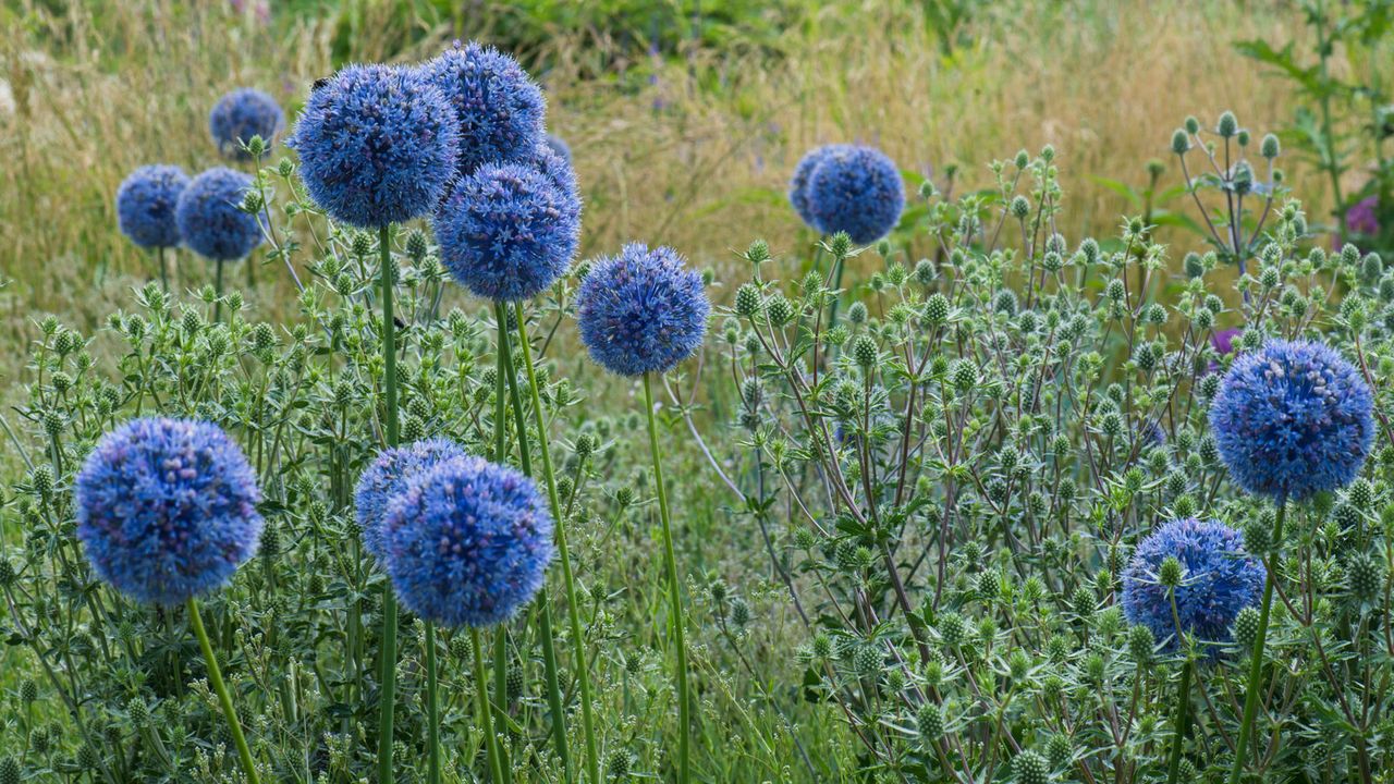 blue alliums flowering in prairie planting