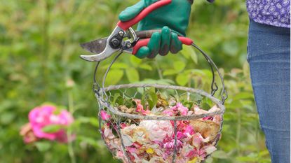 Faded rose blossoms, deadheaded to prolong flowering, in a wire basket