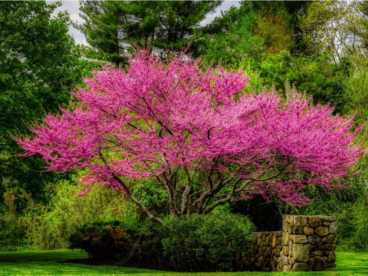 Blooming pink redbud tree