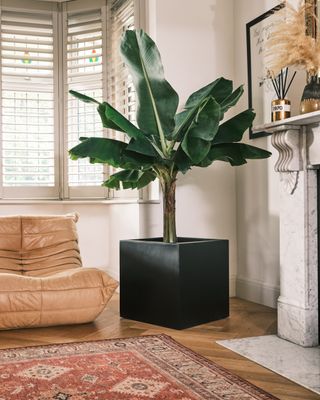 A banana tree in a large pot