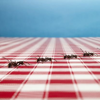Line of ants crossing tablecloth