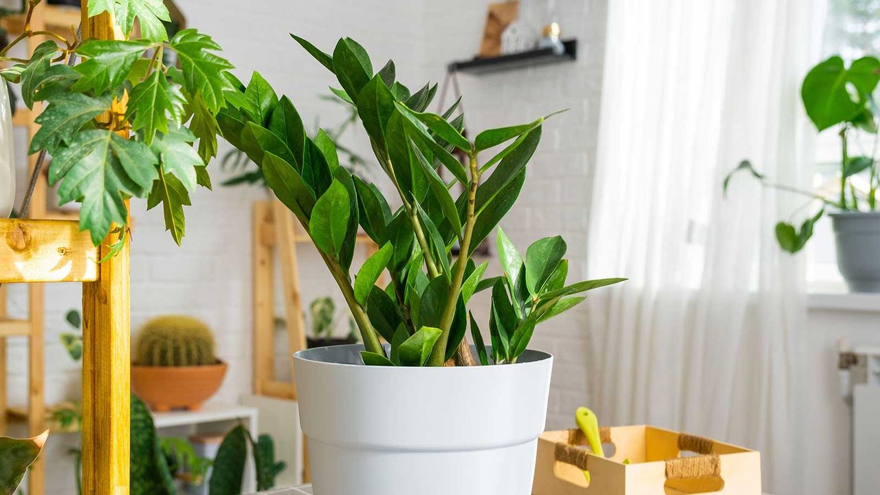 ZZ plant on table indoors