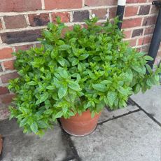 A thriving mint plant in a pot by a brick wall