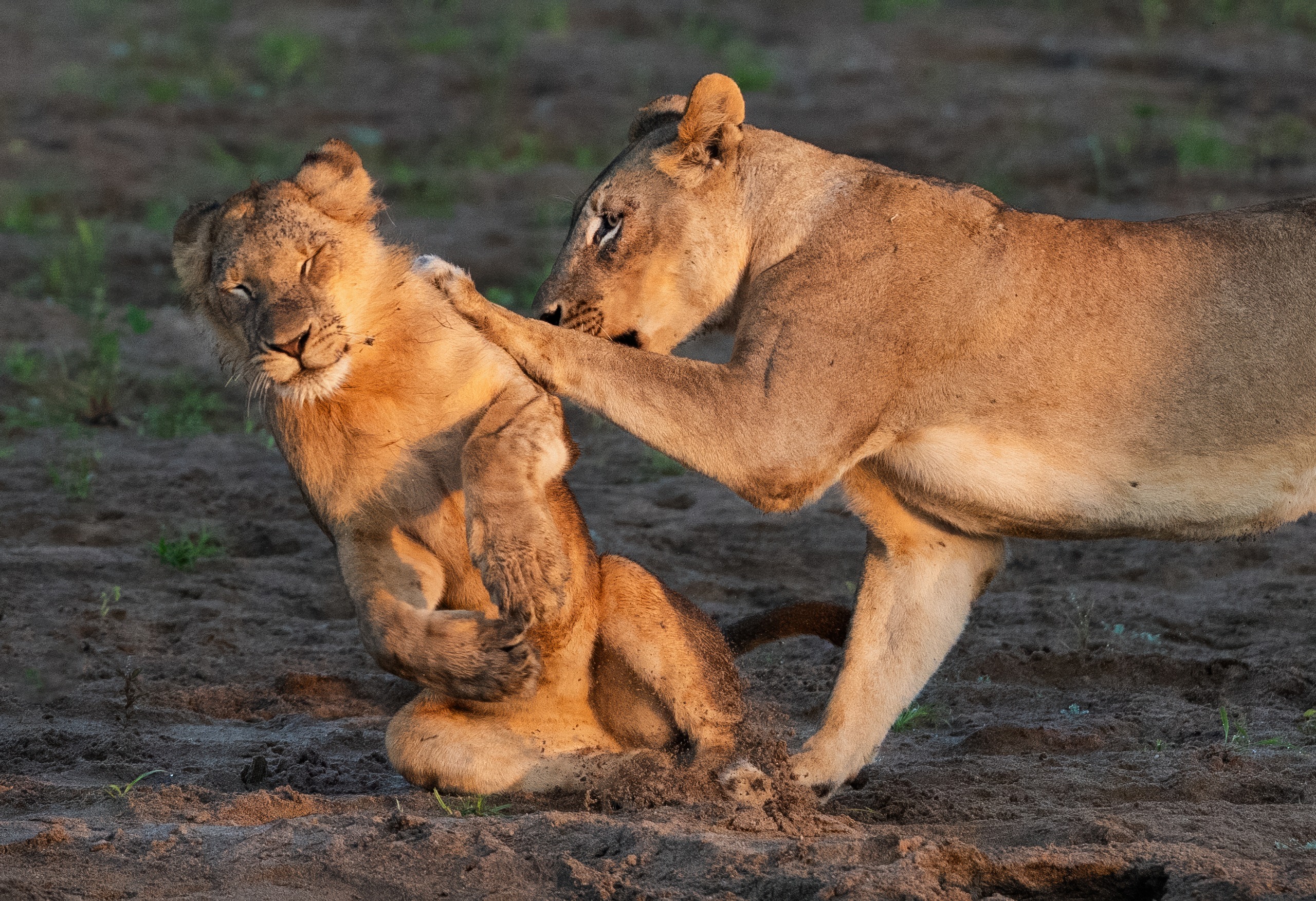 A lion appears to push over another lion with a paw.