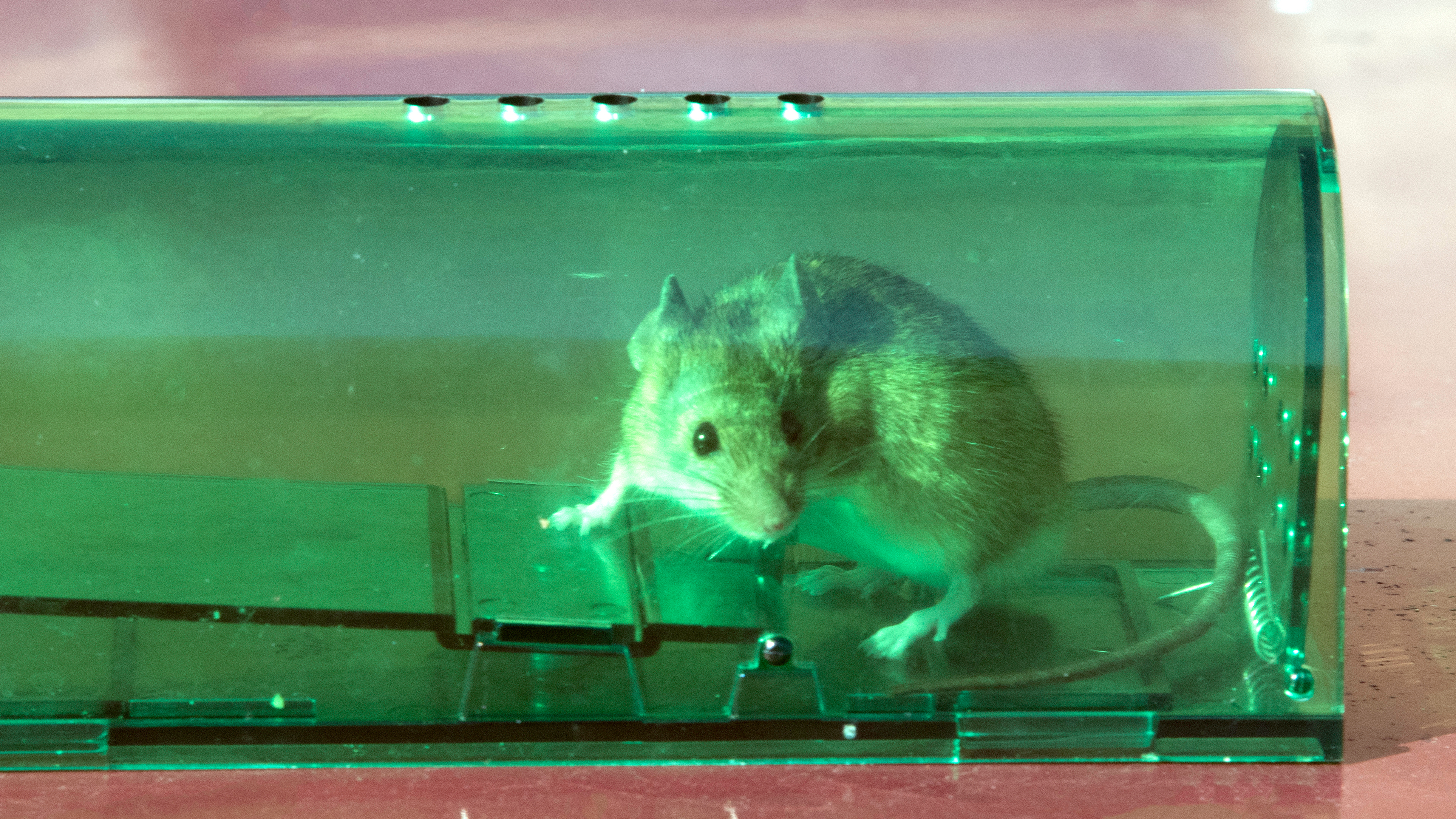 Mouse caught in a humane trap