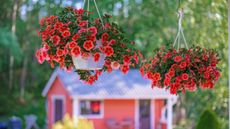 Hanging baskets full of coral flowers, with a small coral-painted house in background