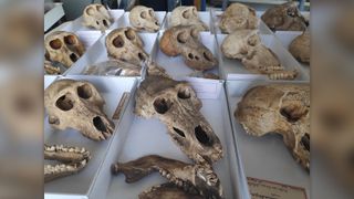 Collection of organized skeletal remains of 36 sacred baboons.