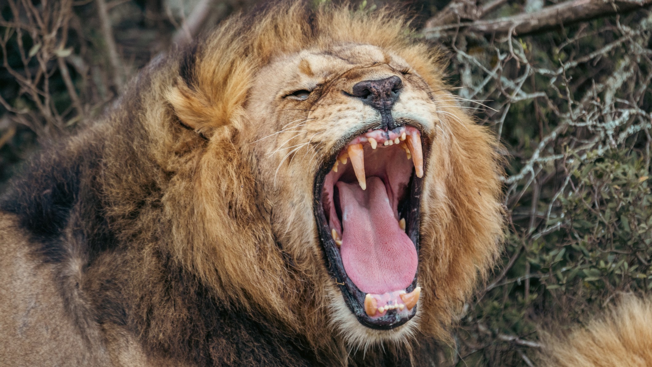 A male lion roaring.
