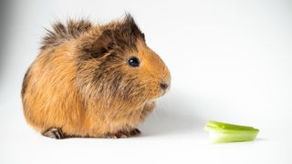 Guinea Pig with piece of celery