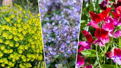 composite of three plants that you can plant in april