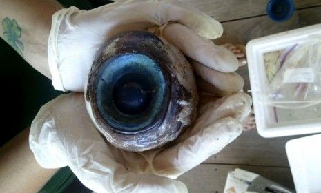 My, what big eye you have: Some giant sea creature seems to have lost something important that washed onto a Florida beach.