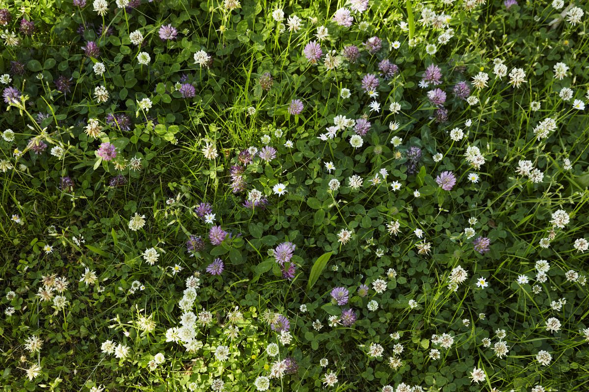 how-to-get-rid-of-clover-in-a-lawn-for-weed-free-grass