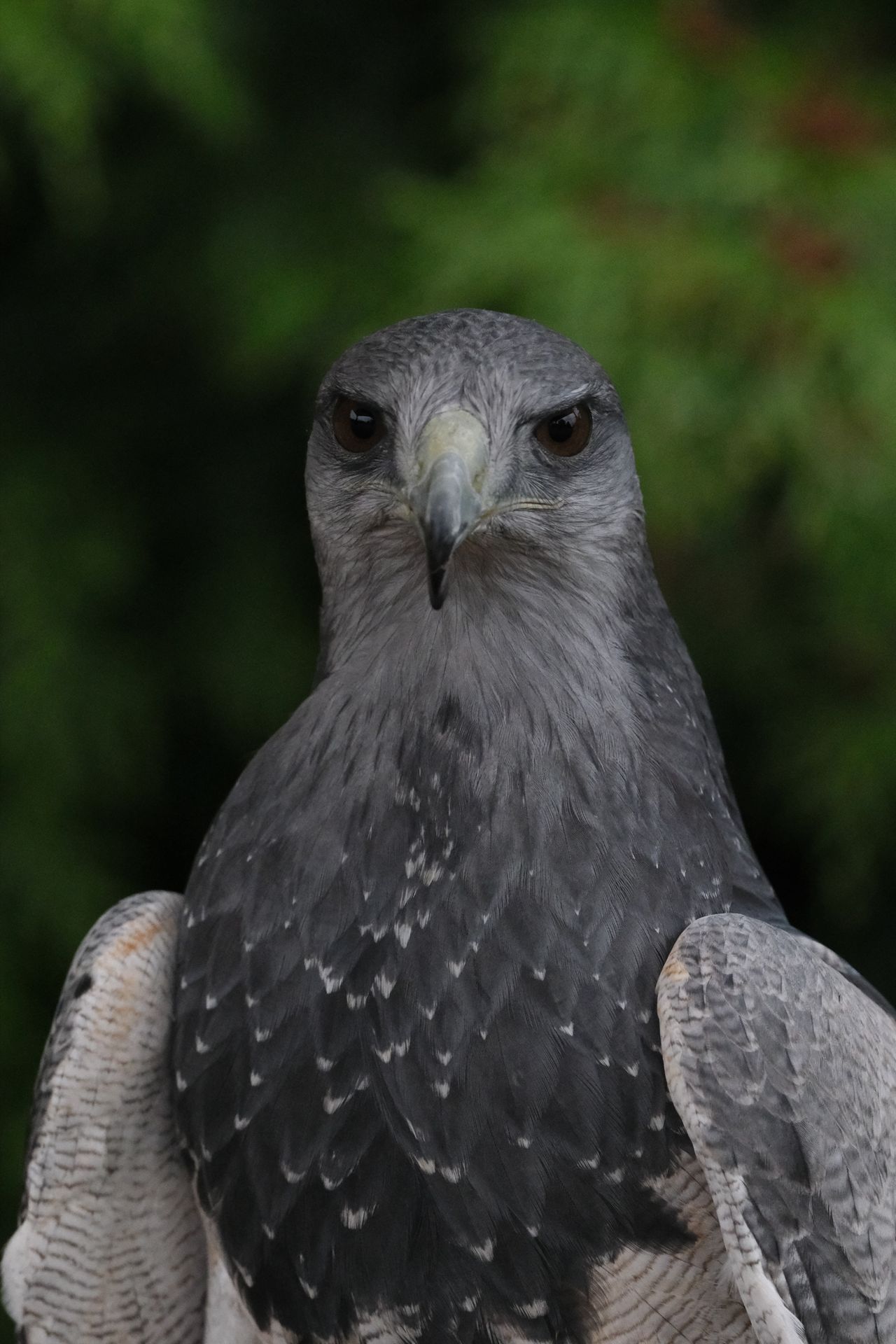 A photo of a bird of prey captured using a Fujifilm X-H2S and XF 400mm F4.5 R LM OIS WR telephoto lens