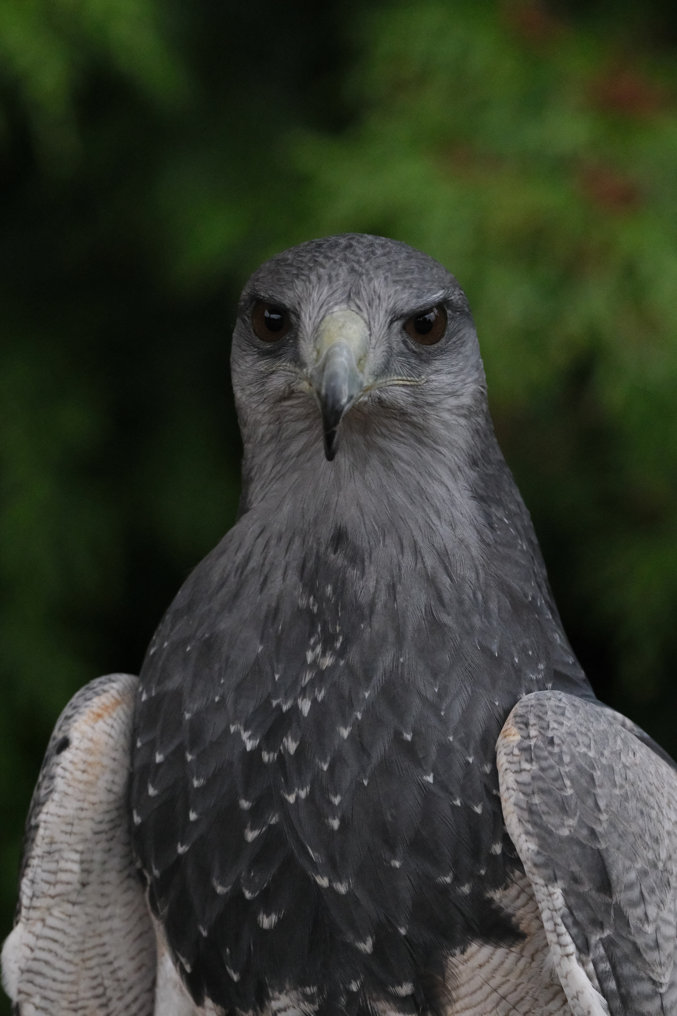 A photo of a bird of prey captured using a Fujifilm X-H2S and XF 400mm F4.5 R LM OIS WR telephoto lens