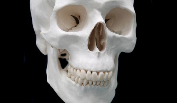 Human skull.