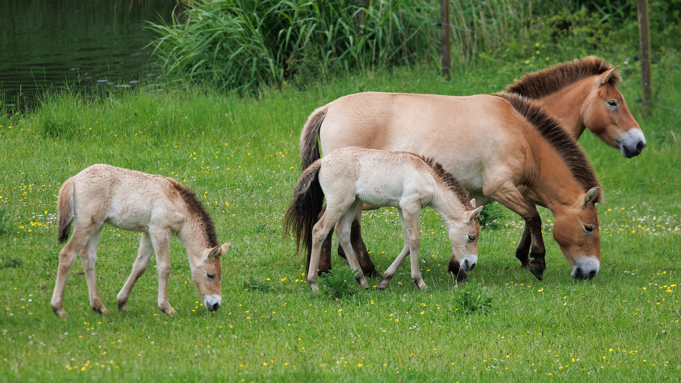 Przewalski's horse foals born Marwell Zoo 2004