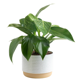 A potted philodendron plant