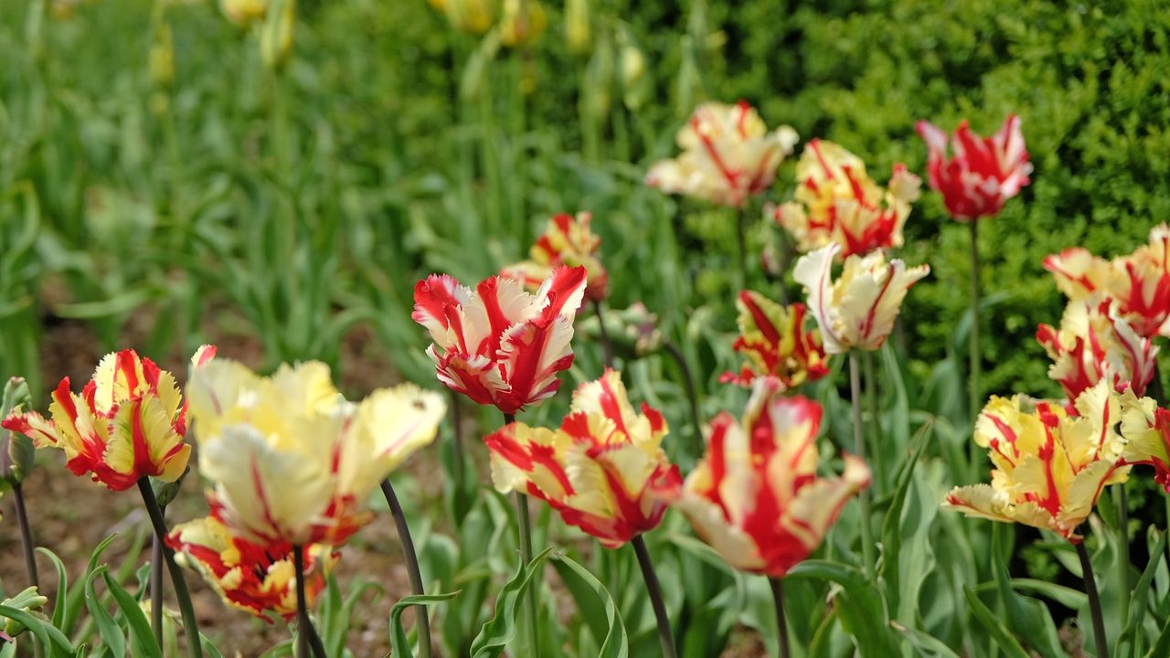 Red and yellow parrot tulips in a sunny garden border