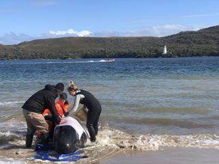 Rescuers help a stranded whale, one of hundreds that were stranded in what became Tasmania's worst whale stranding in history.
