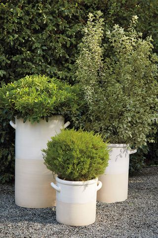 Outdoor planters: Image of Serena & Lily planter