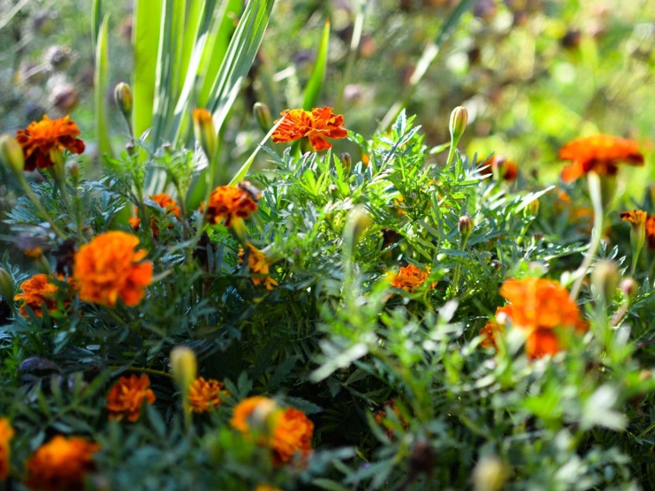 Many orange marigold flowers growing on a plant