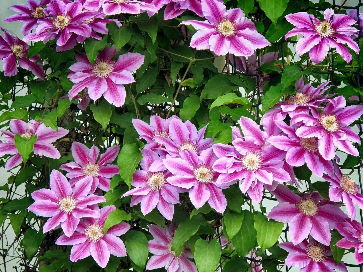 Pink Flowered Vines