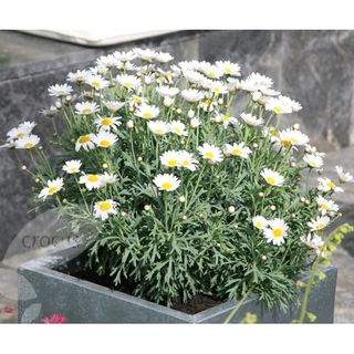 garden with chamomile