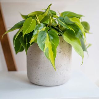 Philodendron plant in white pot