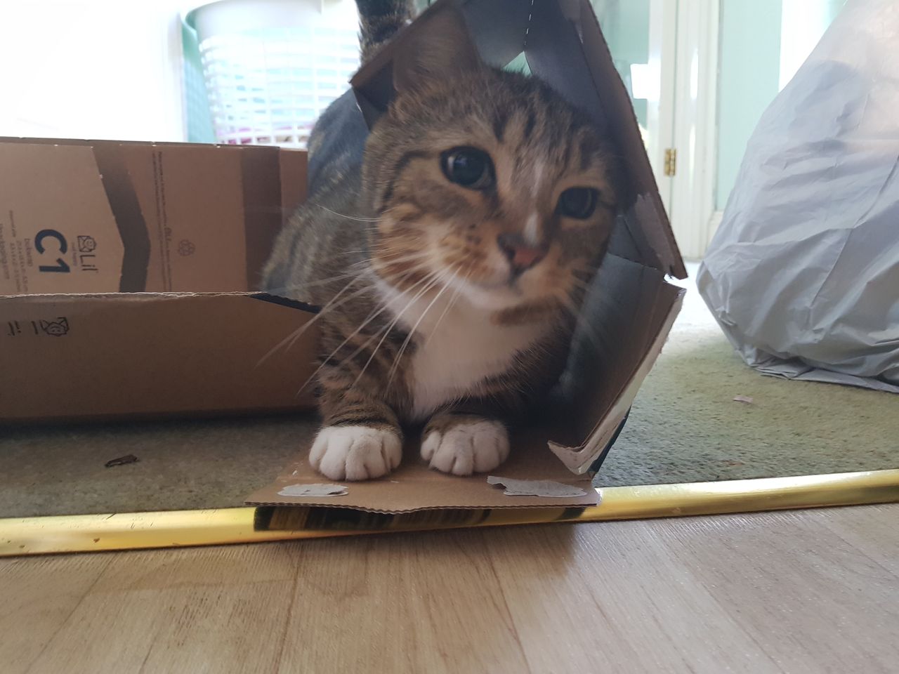 Este gato jugando en una caja sali&oacute; borrosa y sobreexpuesta a pesar de estar bien ajustado