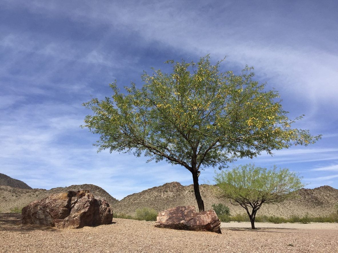 mesquite tree