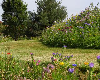 wildflower borders with grass area