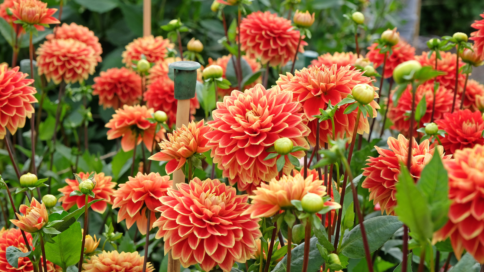 rhododendron impeditum Rhododendron 'Impeditum' – Green Thumb Nurseries main image 0
