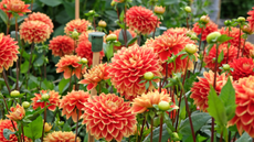 Red and yellow decorative Dahlia 'Bettina Verbeek' in flower