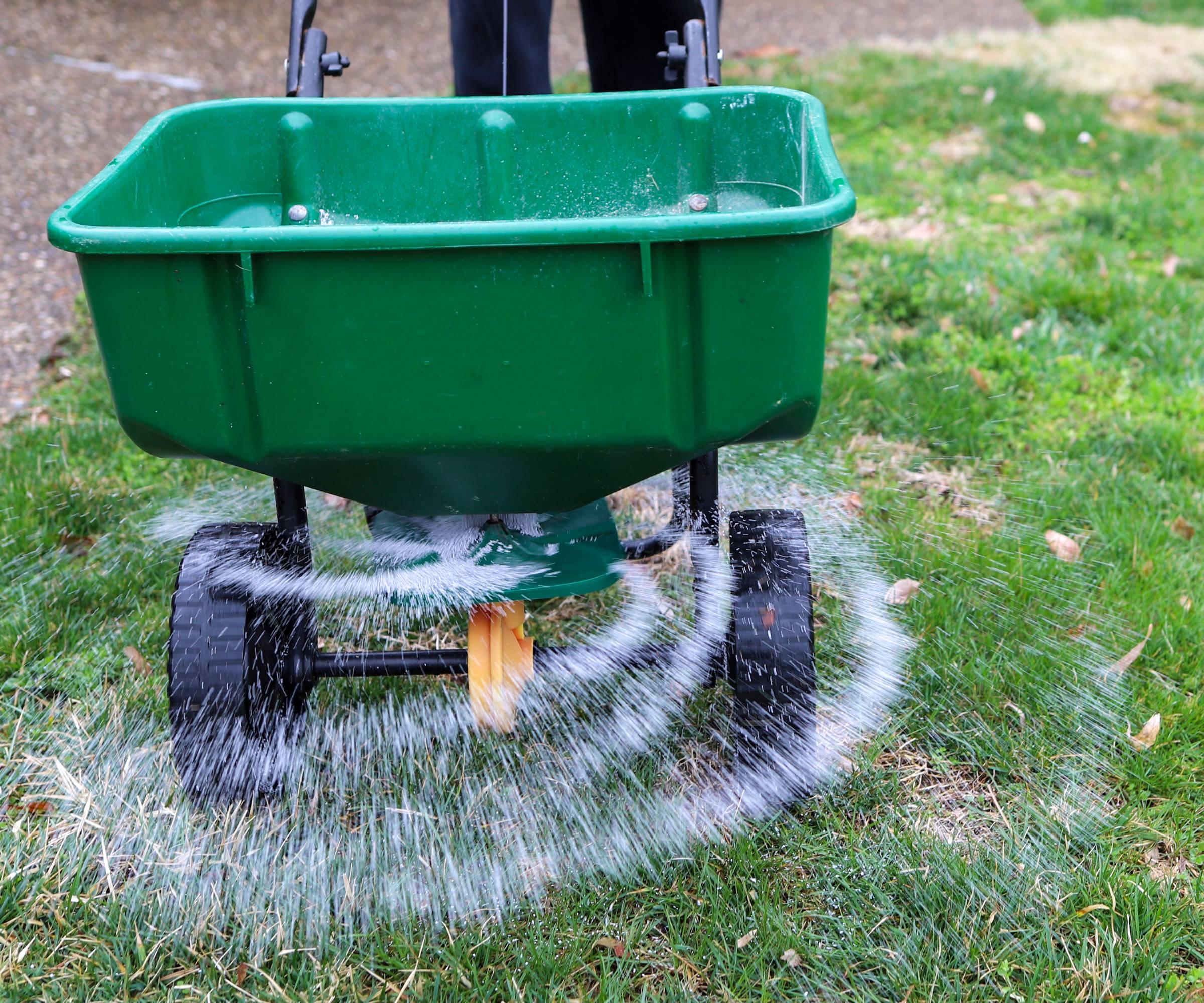 A green fertilizer spreader shoots fertilizer onto a lawn