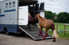Travelling horses