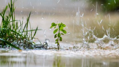 plant in heavy rain