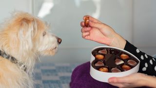 Dog watching woman eat chocolates