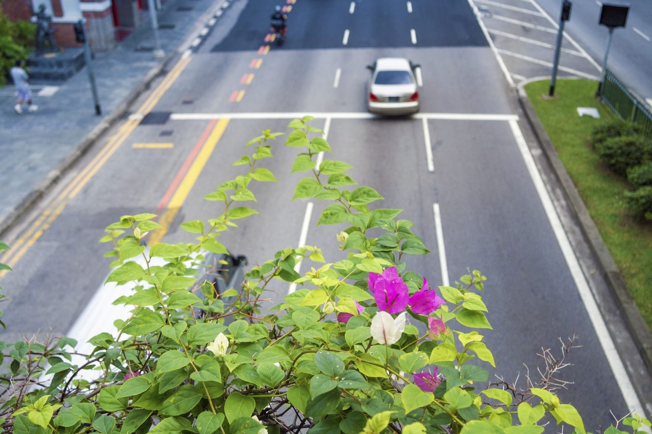 Flowers Overlooking The City