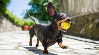 Dachshund running with ball in mouth